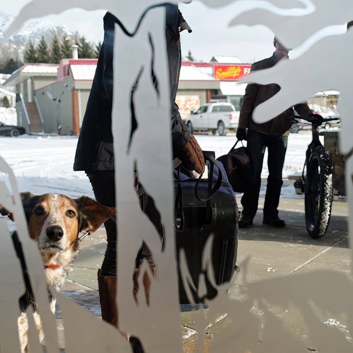 Dog looking through glass doors at the Fernie Fox Hotel in Fernie BC
