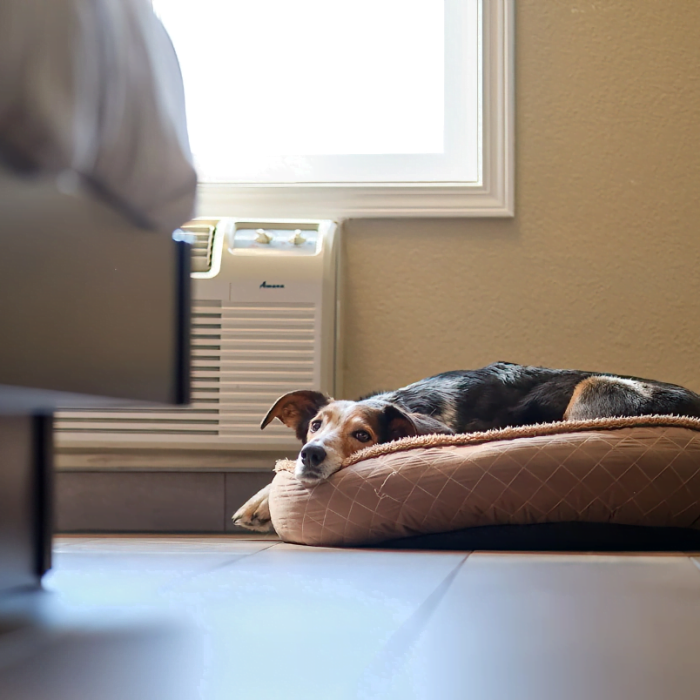 dog lying on dog bed in pet-friendly room at Fernie Fox Hotel